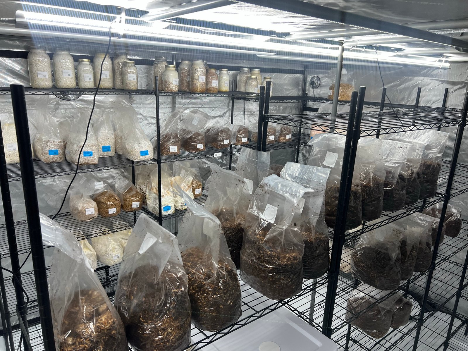 Wire shelving filled with colonizing spawn bags and grain jars in low light.
