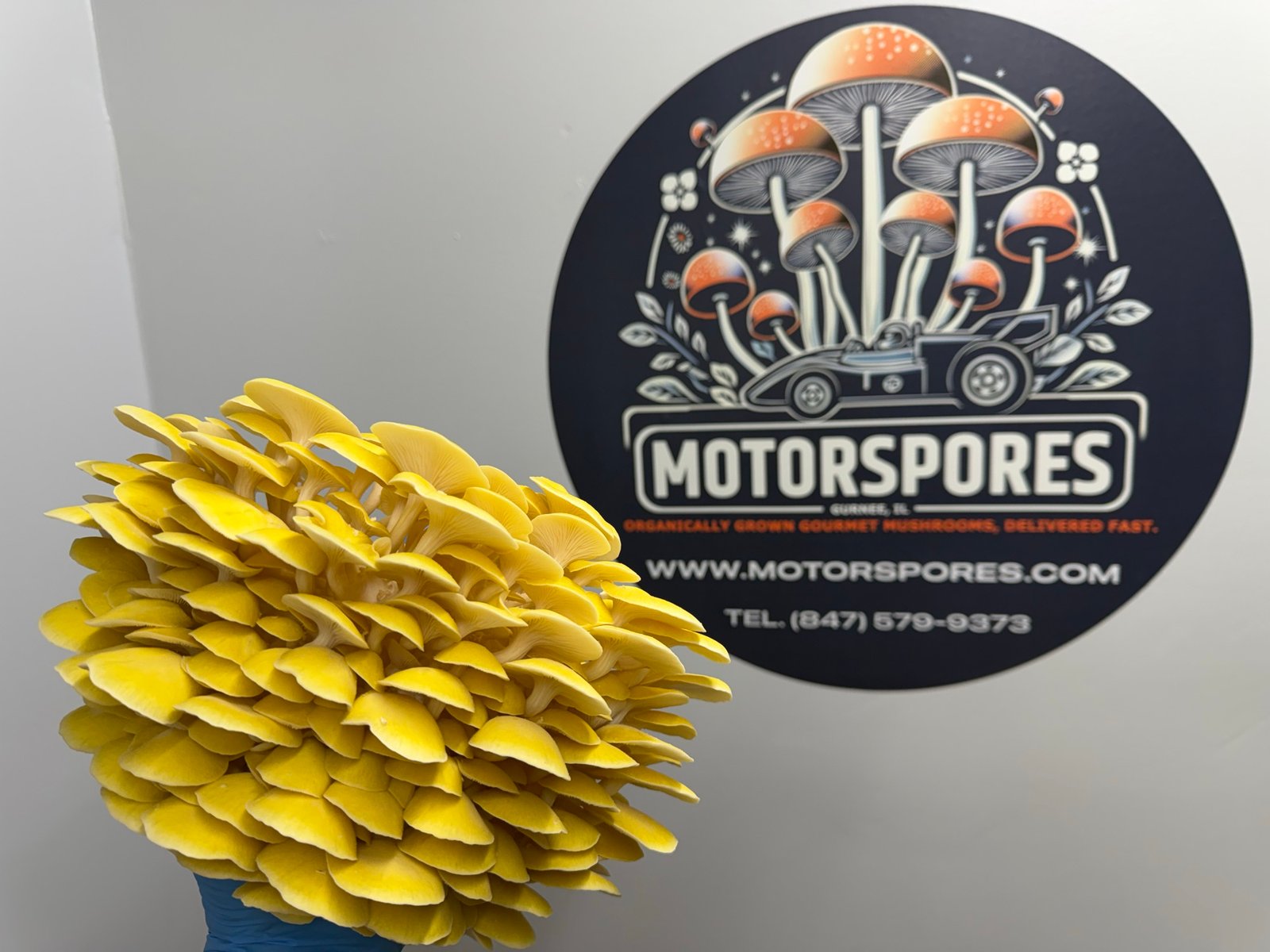 Golden oyster mushrooms in a tight yellow cluster.