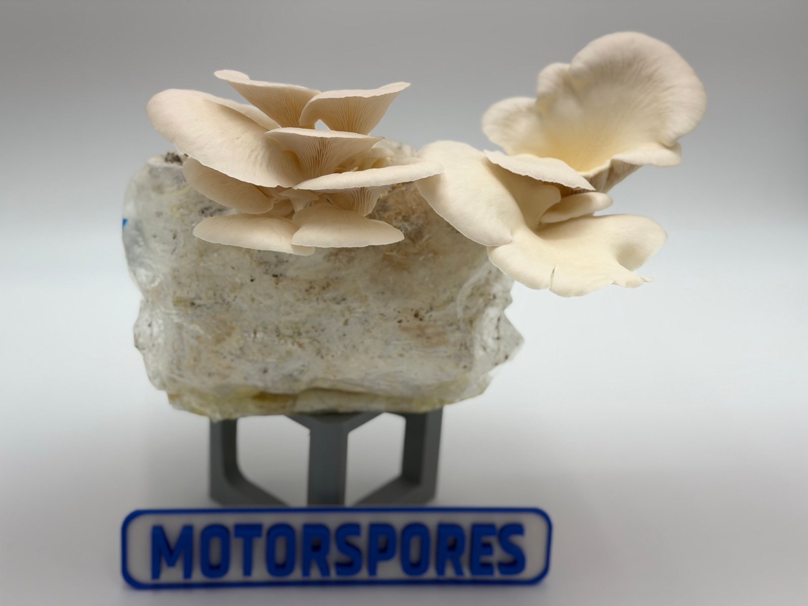 White pearl oyster mushrooms fruiting outward from a substrate block.