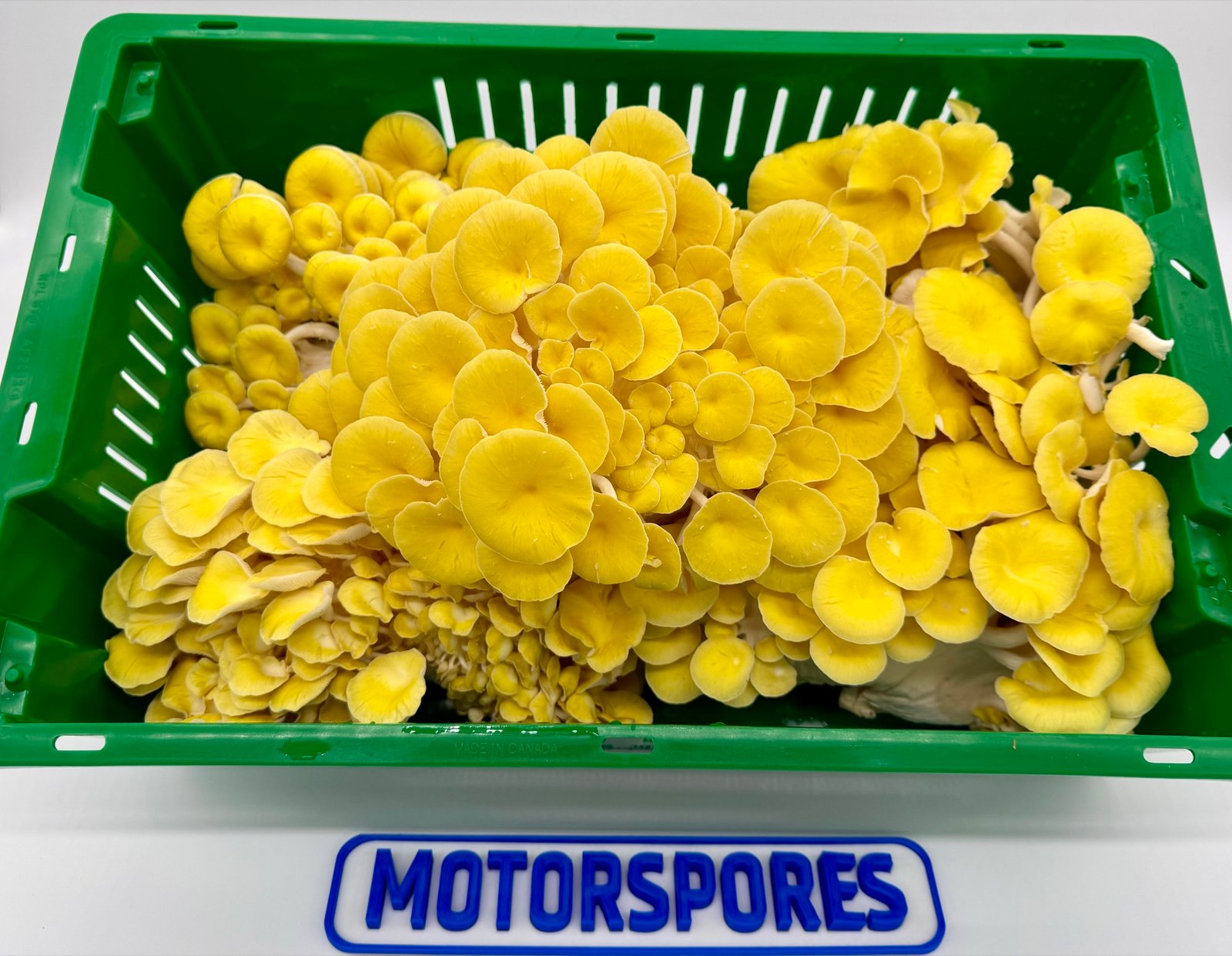 A green crate filled with bright golden oyster mushrooms just harvested.