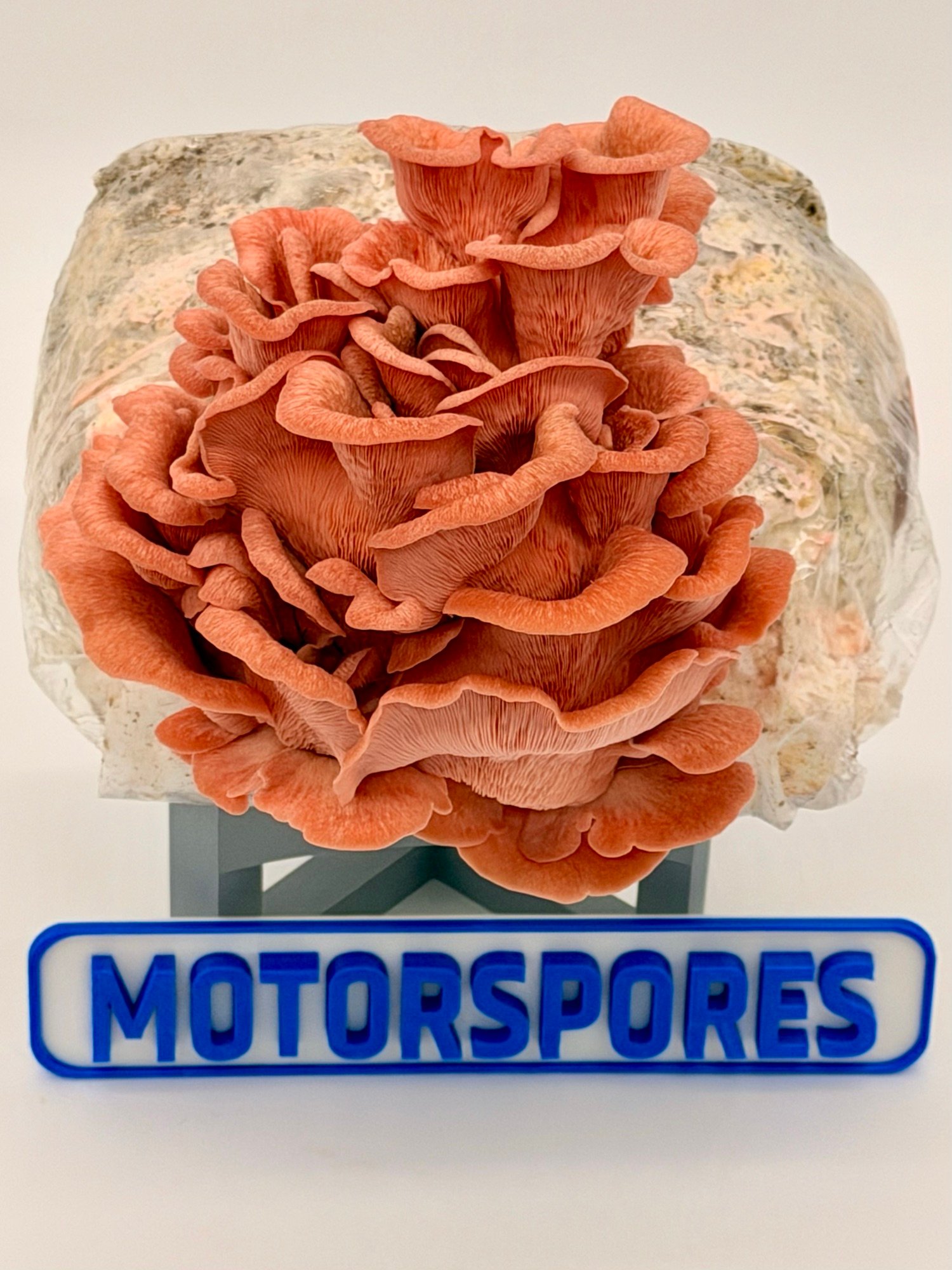 Pink oyster mushroom fruiting from a substrate block, with the MotorSpores nameplate at the base.