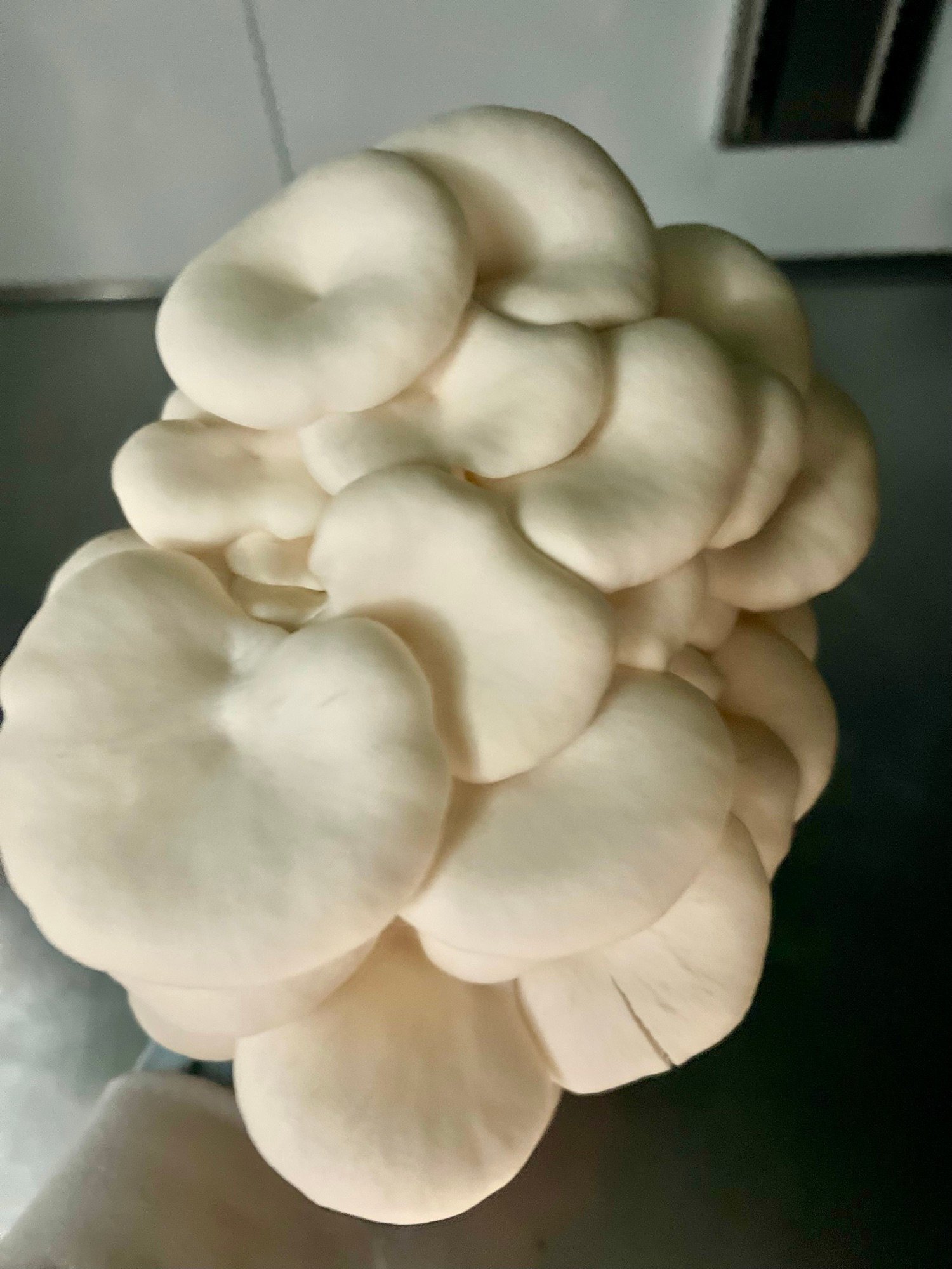 A massive cluster of white oyster mushrooms shot from above.