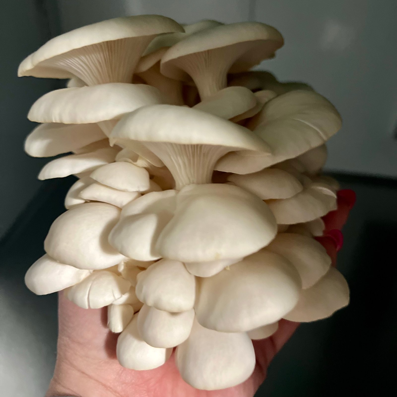 A hand-held cluster of pearl-white elm oyster mushrooms.