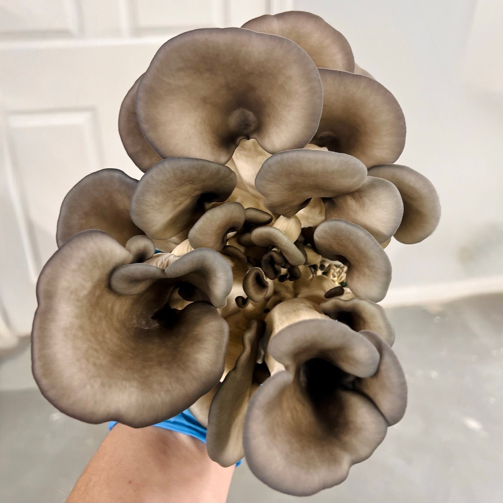 Blue-grey oyster mushroom cluster held aloft.