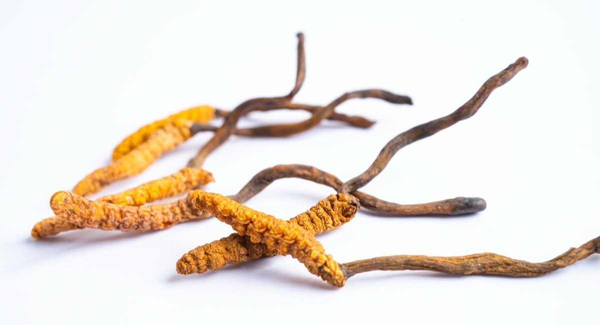 Cordyceps Chicken Tonic Soup