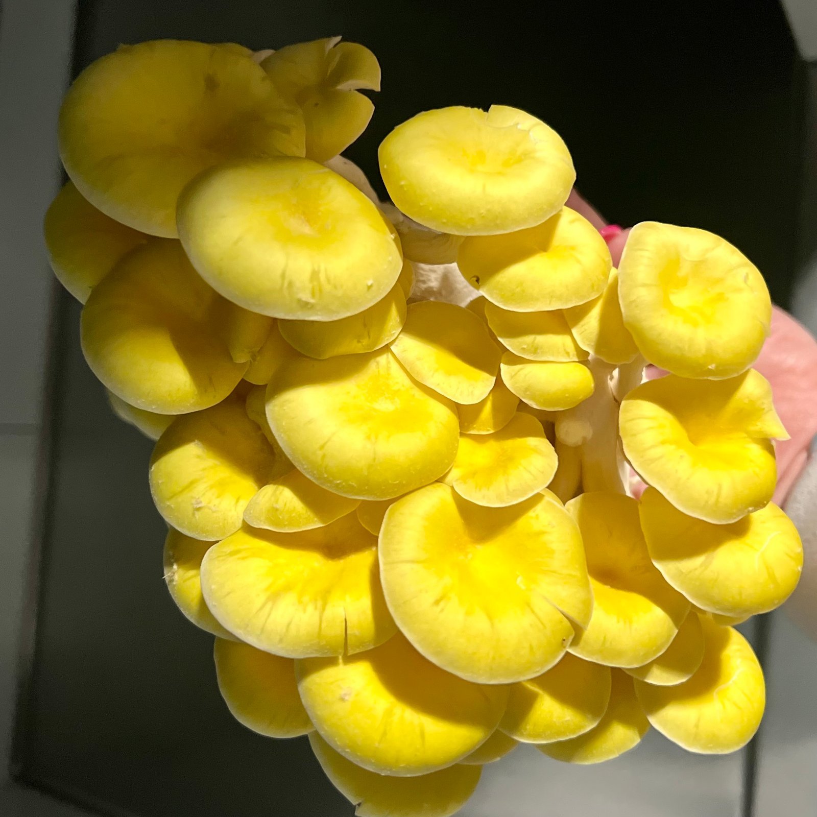 Golden Oyster