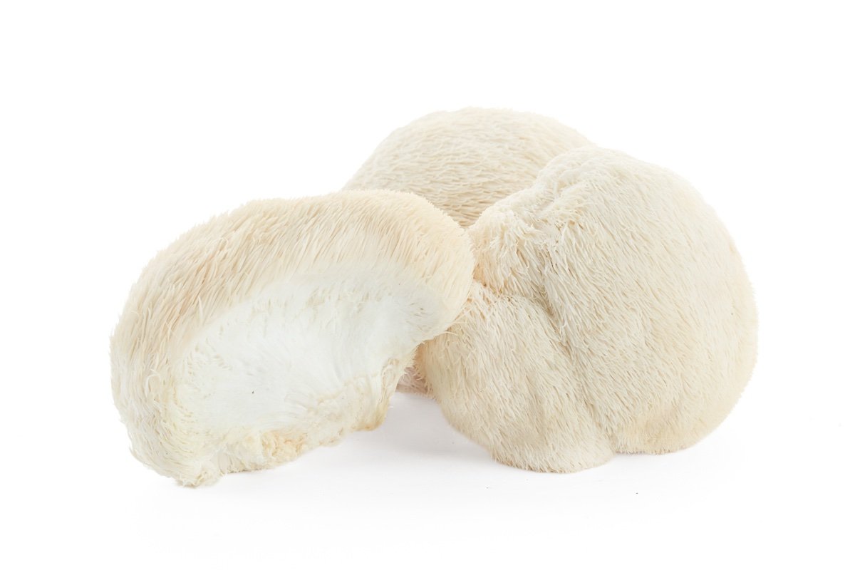 A cascading white Lion's Mane cluster, like a frozen waterfall of soft spines.