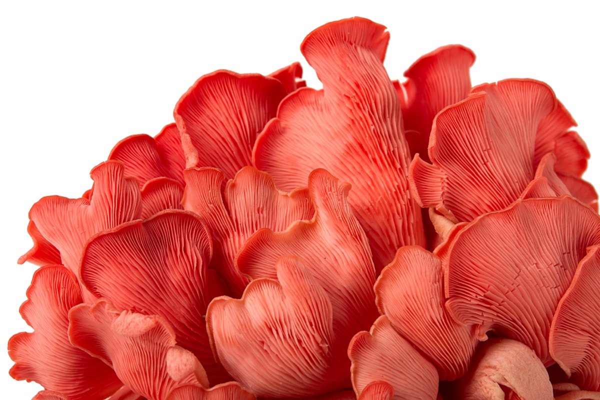 Pink Oyster