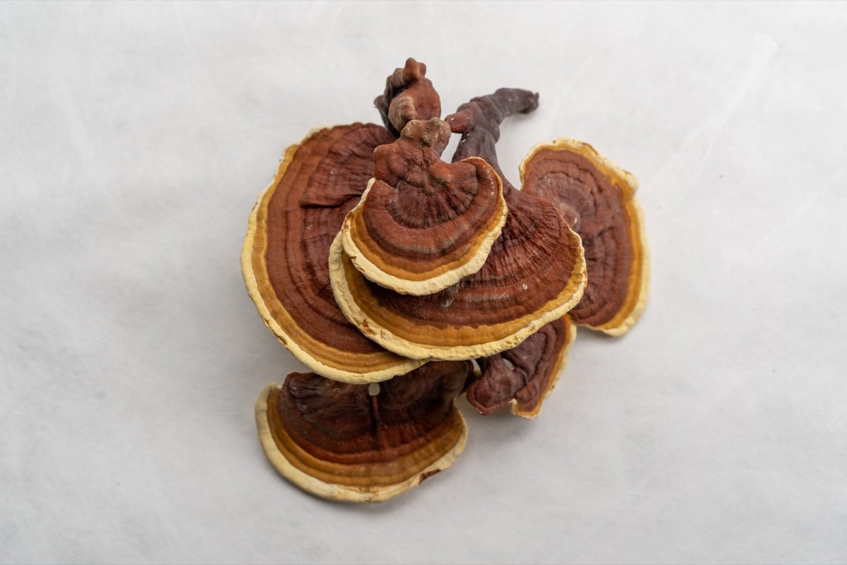 Reishi