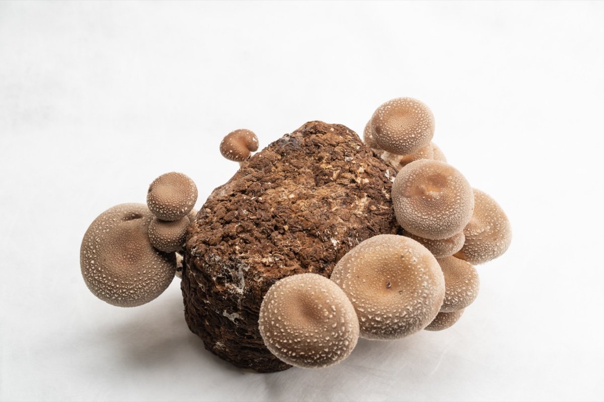 Shiitake