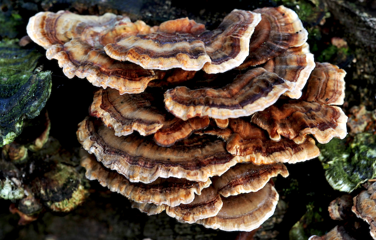 Turkey Tail Tincture (Alcohol Dual-Extraction Base)