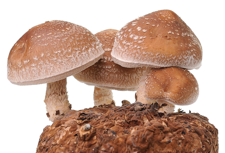 ChestnutOne Pound One Time Purchase