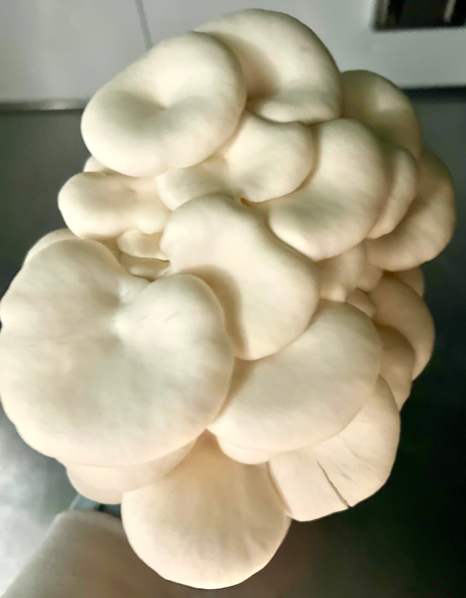 Italian OysterOne Pound One Time Purchase